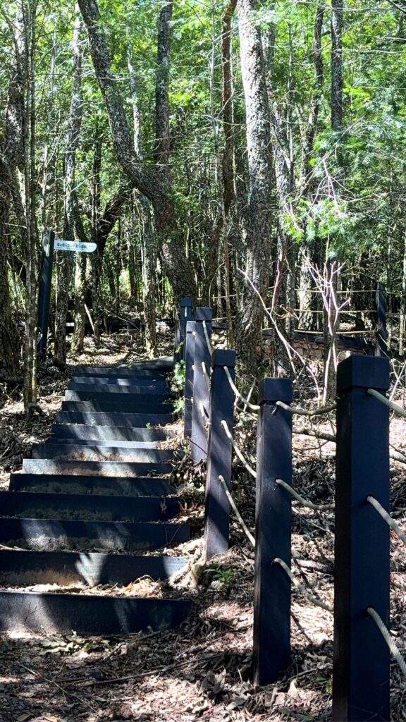 環山部落獵人步道森林路徑