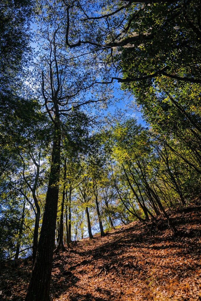 武加加難山山景與高山森林