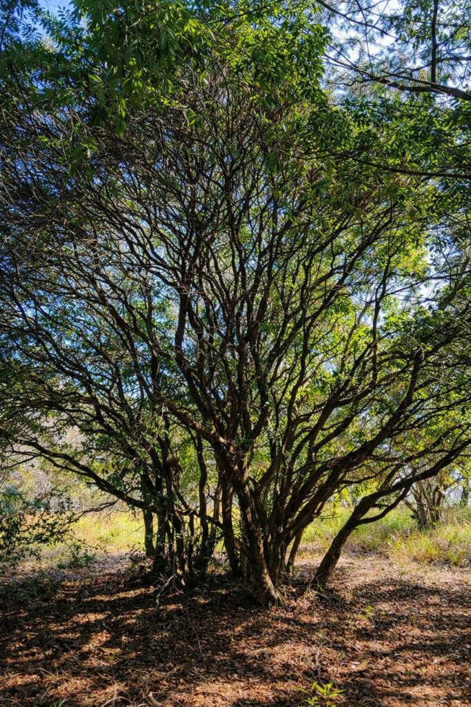 台中和平區武加加難山登山路線